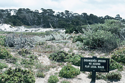 Photo taken at Spanish Bay Golf Course mitigation site, Monterey County © Dean W. Taylor. 